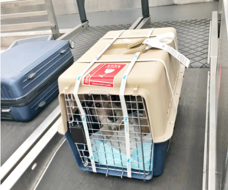 桂林宠物托运 宠物托运公司 机场宠物托运 宠物空运